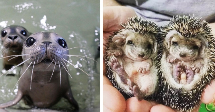 baby seals and 2 baby hedgehogs