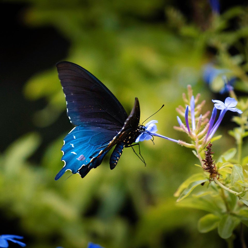 blue butterfly eating nectar from blue flower