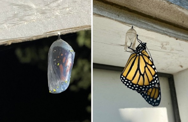cocoon and butterfly