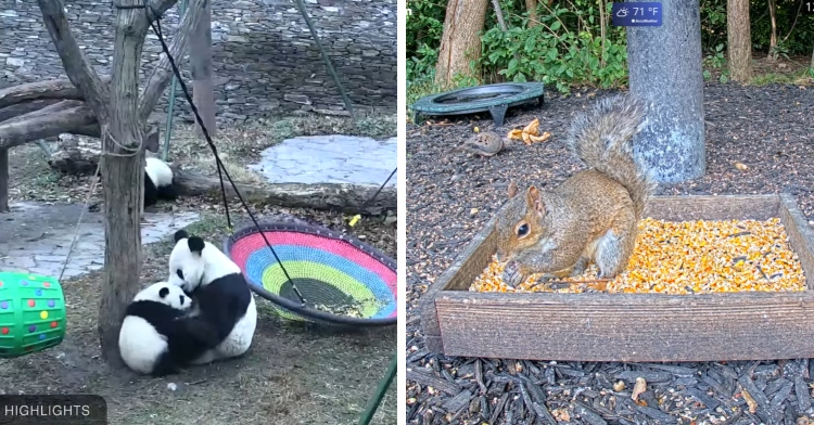 pandas playing next to squirrel grabbing food