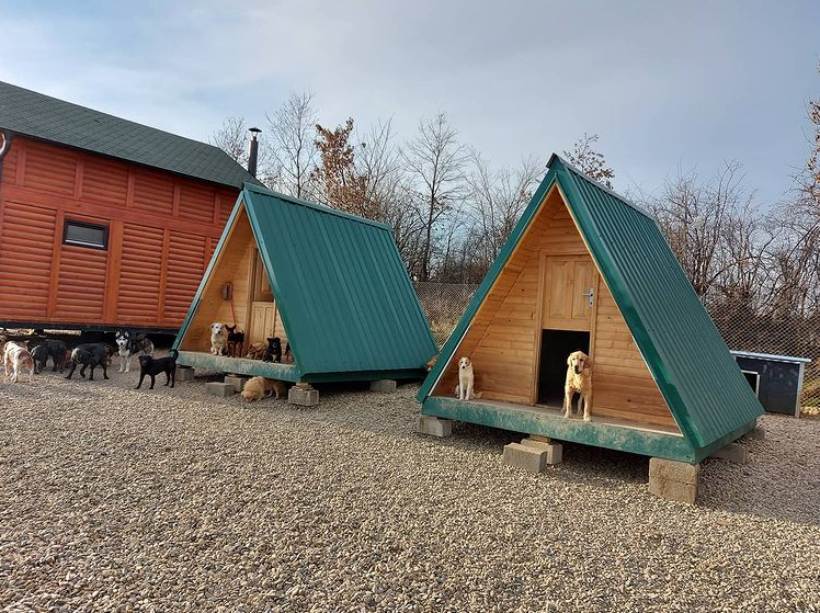 dogs outside and around a large dog house