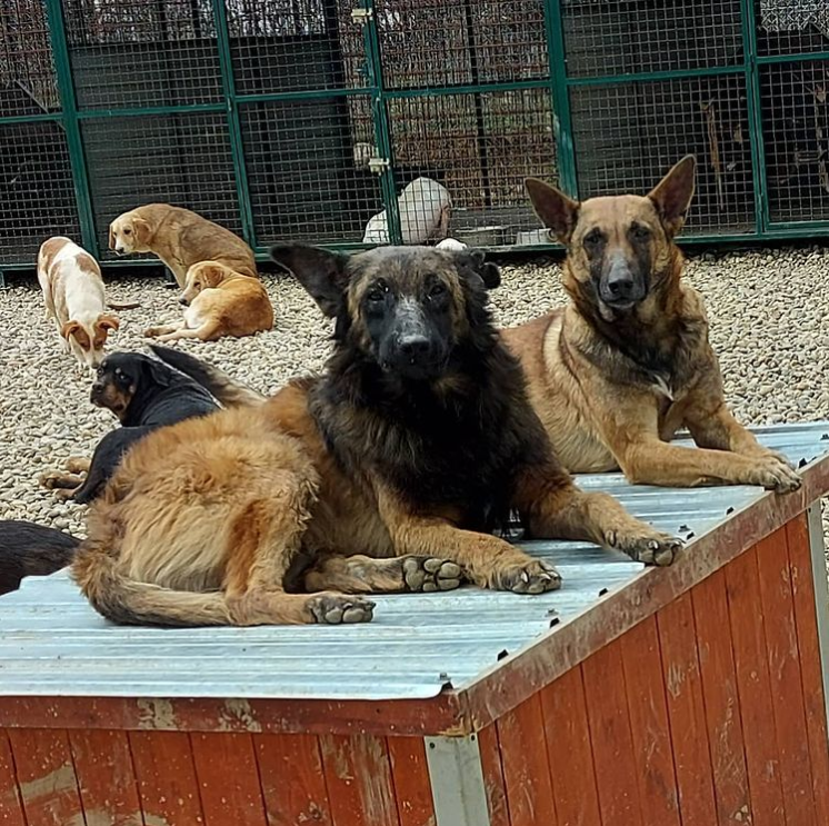 two dogs resting on roof of dog house with other dogs in the background