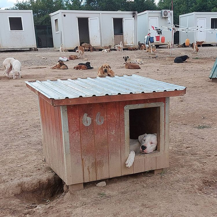 dog sleeping in dog house with several dogs in the background 
