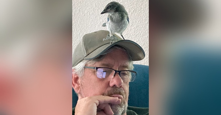 man wearing a hat and glasses looking down while a scrub jay stands on his head