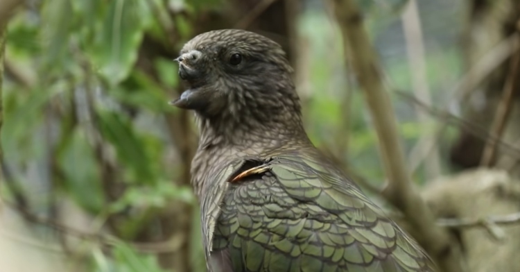 kea parrot with mouth open to speak