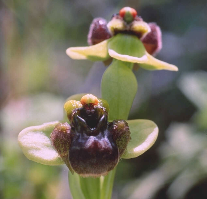 ophrys bomybliflora flowers