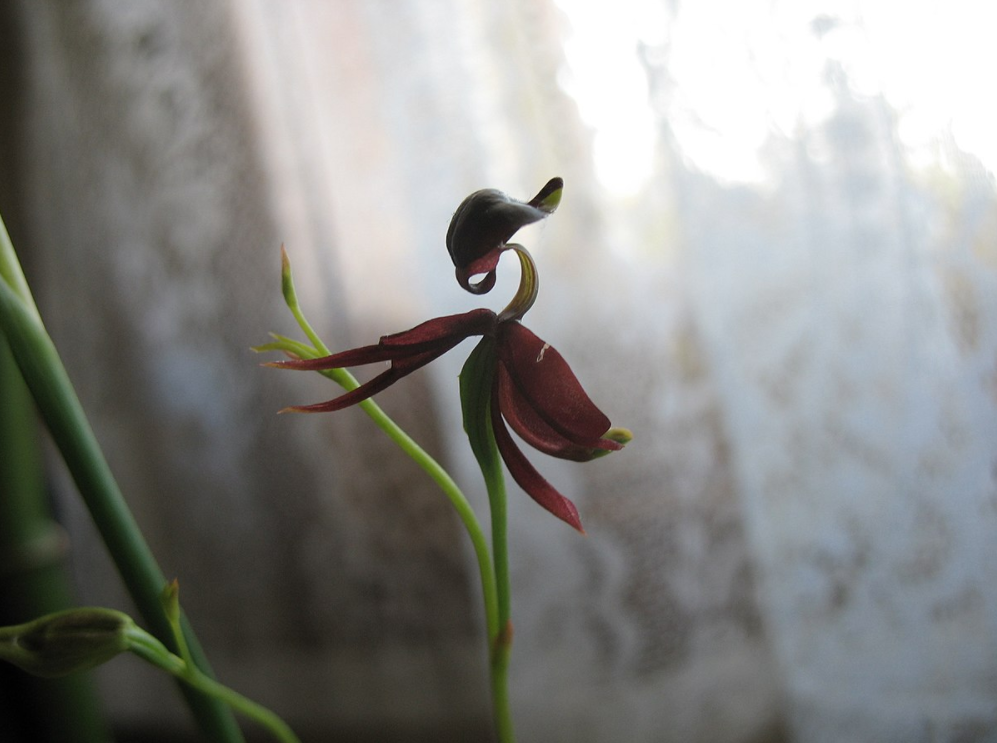 a flying duck orchid