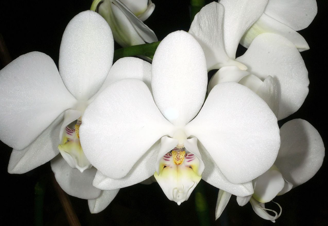 phalaenopsis amabilis flowers