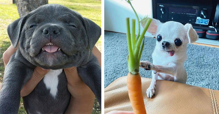 black dog making face in human's hands next to tiny white dog reaching for carrot