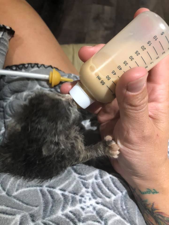 tiny kitten siting on someone's lap while being fed milk with a bottle