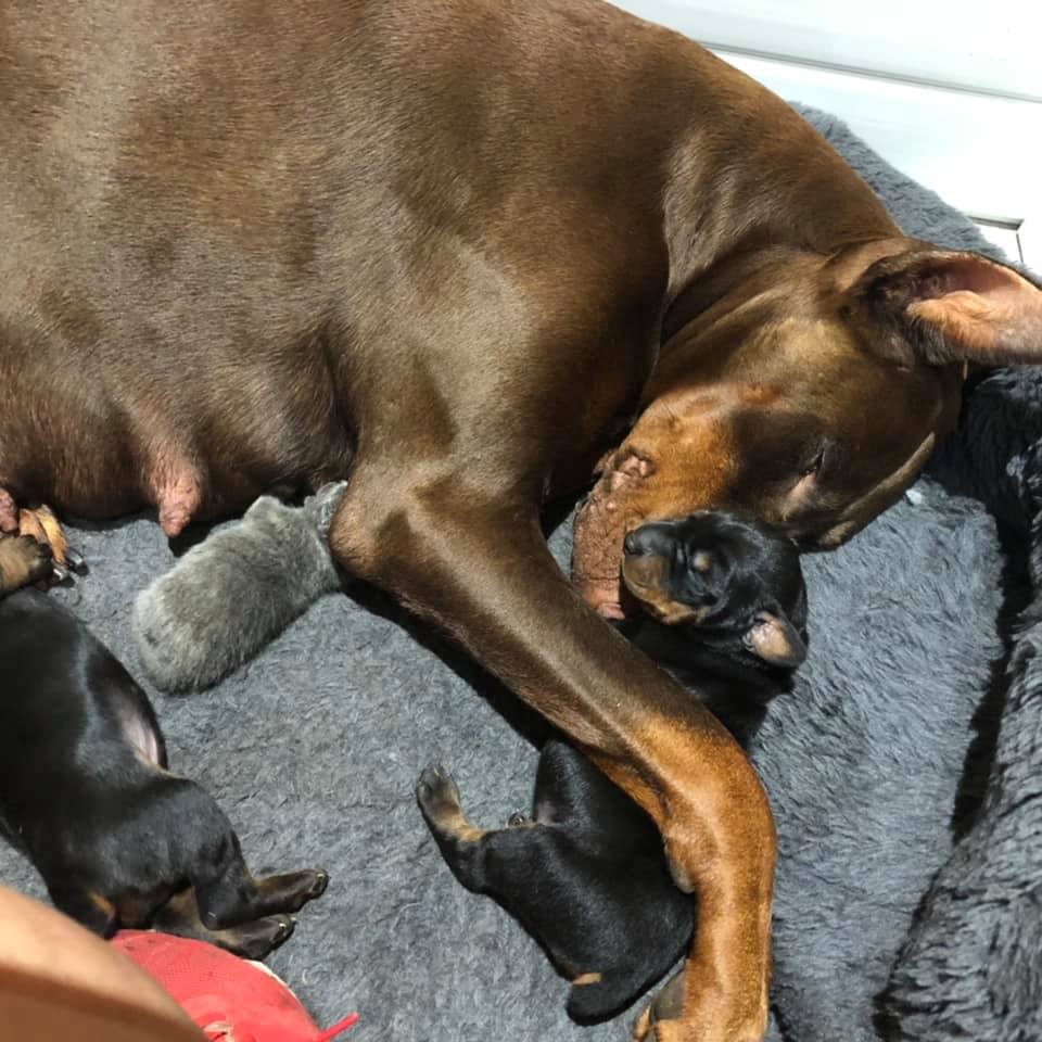 brown doberman laying down and feeding her litter and a kitten