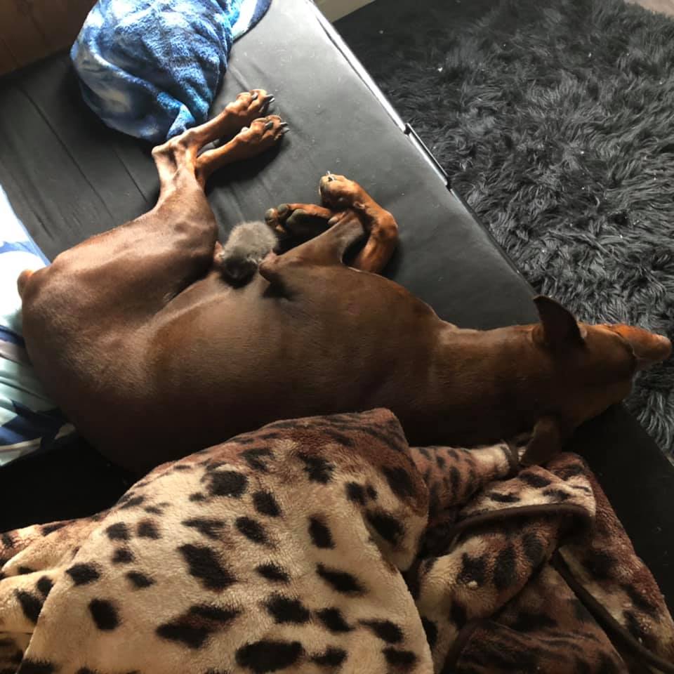 brown doberan laying on a couch while feeding a kitten