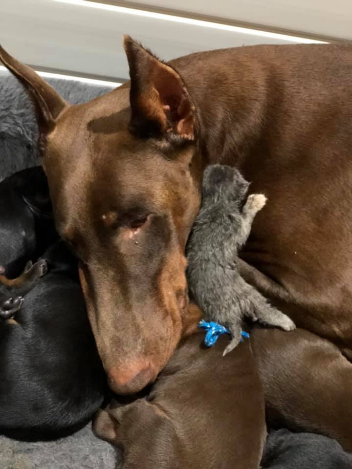 brown doberman cuddling with her puppies and a kitten