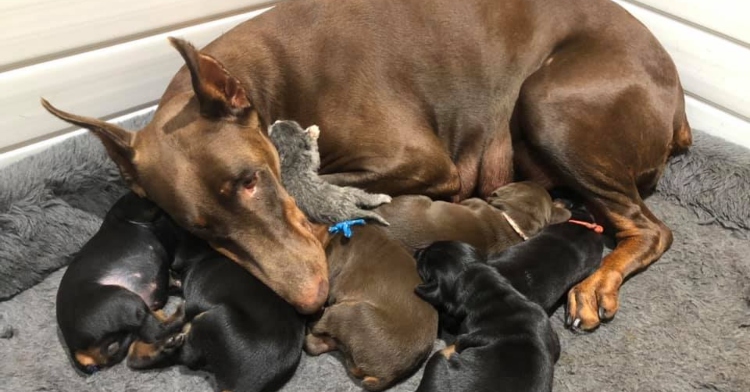 mama dog with puppies and kitten