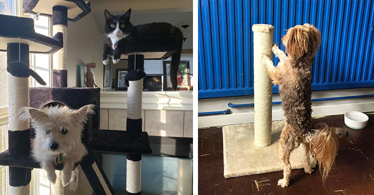 dog in cat tree next to dog using scratching post