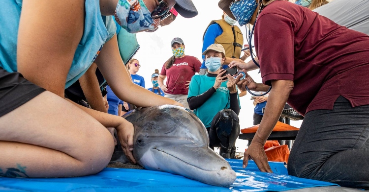 two women taking care of a dolphin laying on the ground