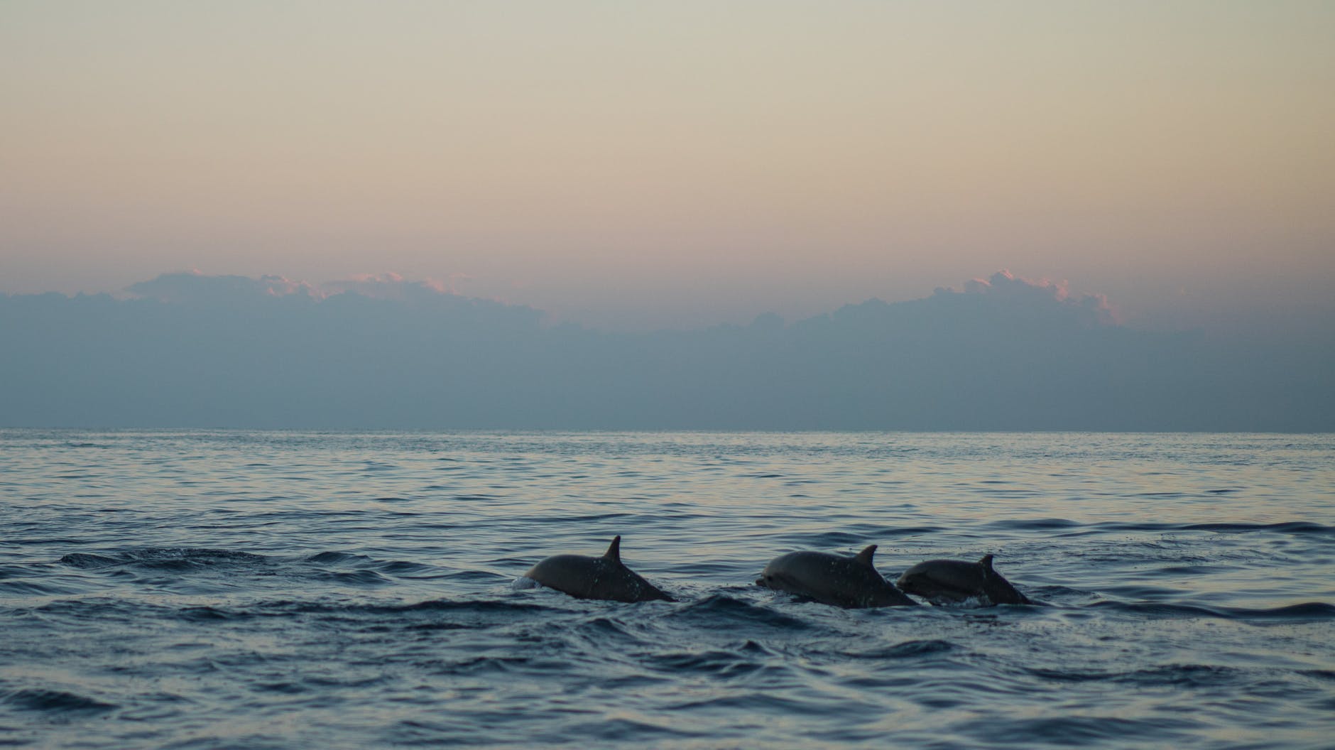 three dolphins swimming in ocean