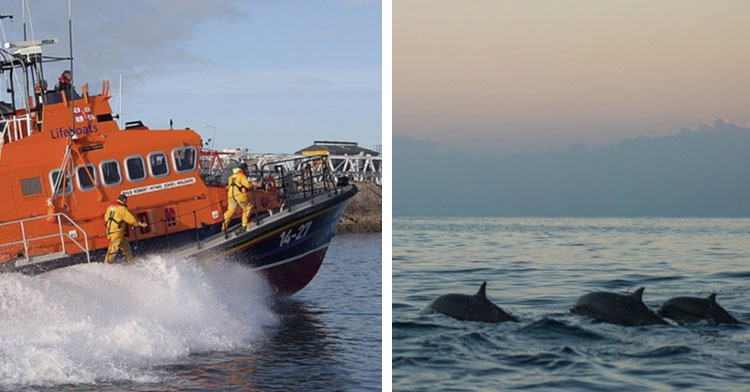 rescue boat next to pod of three dolphins in ocean