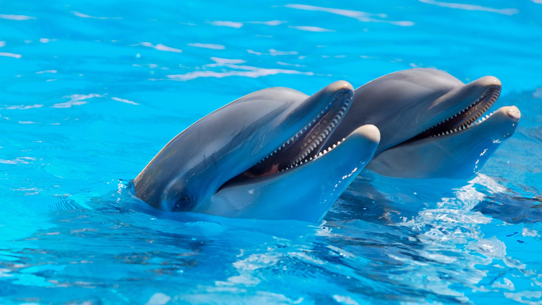 two dolphins with heads above water
