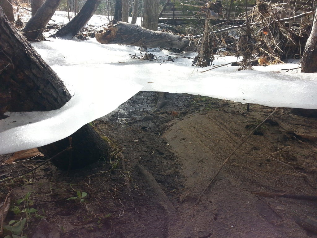a sheet of ice remain balanced on tree trunks after a flood recedes. 