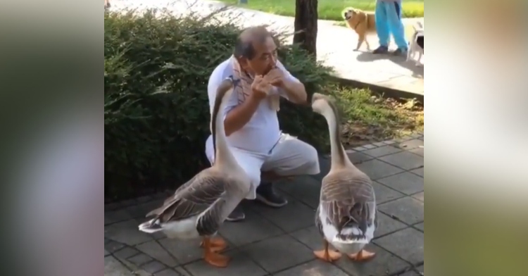 man squatting in a park and playing a harmonica with two geese in front of him watching