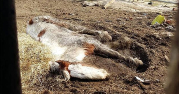 pony on brink of death