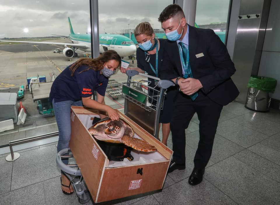 three adults wearing masks and lifting a turtle out of a crate in an airport