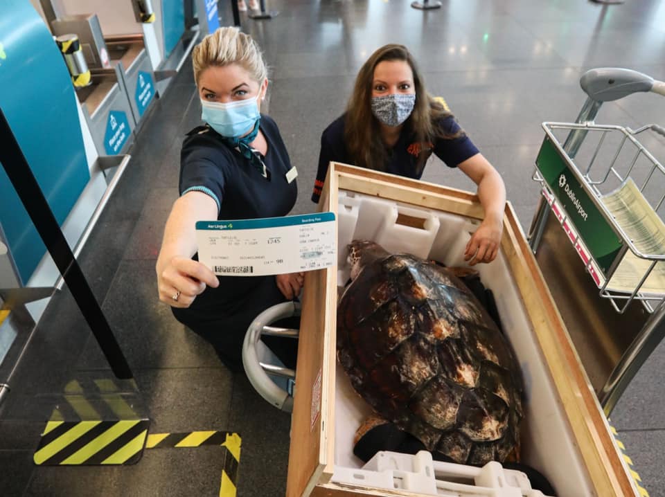 two women wearing masks and posing with a turtle who is in a crate