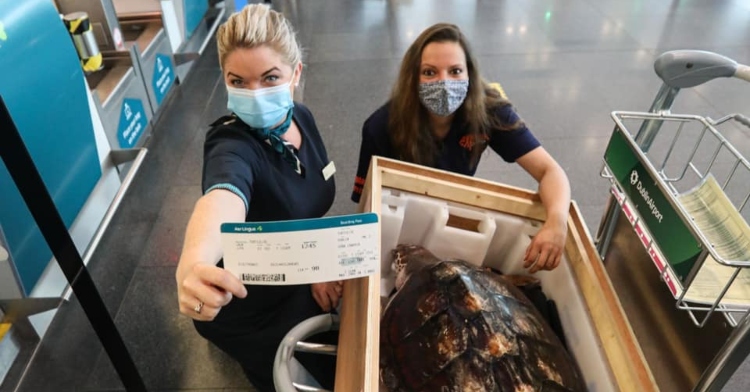 two women wearing masks and posing with a turtle who is in a crate