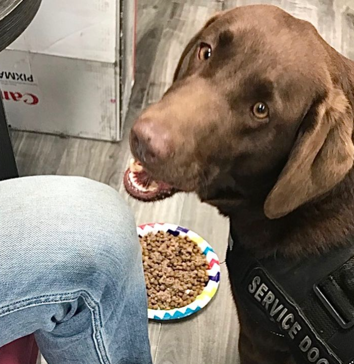 brown dog looking up and wearing a service dog vest