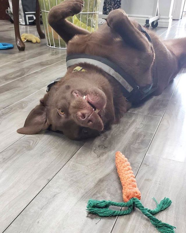 brown dog making a silly face while laying on his back