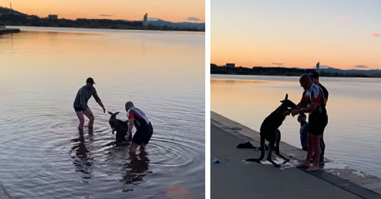 two men pulling kangaroo from lake