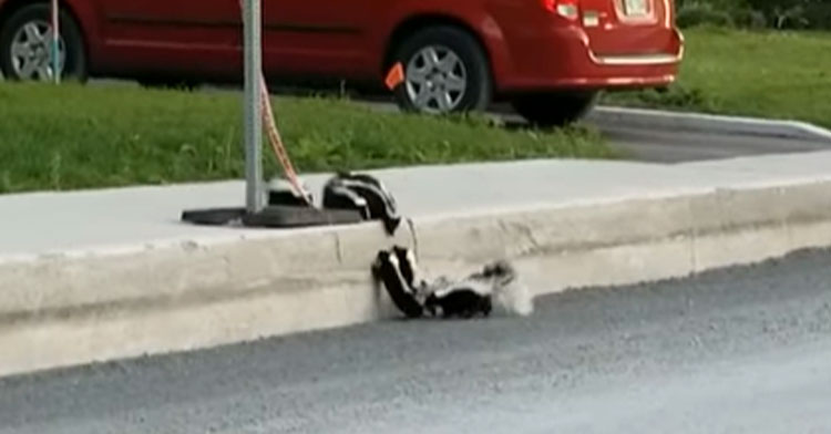 mother skunk helps babies over curb