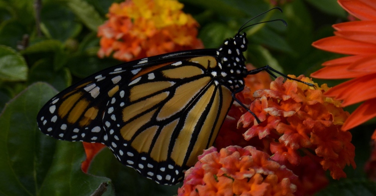 monarch butterfly resting on one of many orange flowers