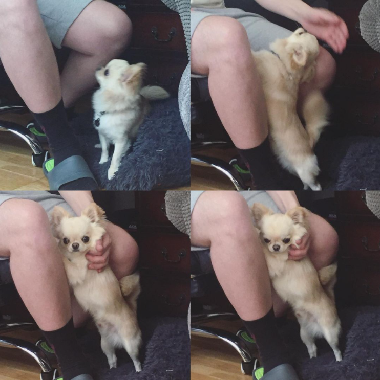four images of a puppy trying to get a hug