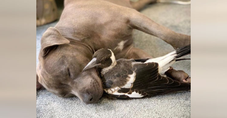 pit bull and magpie cuddling