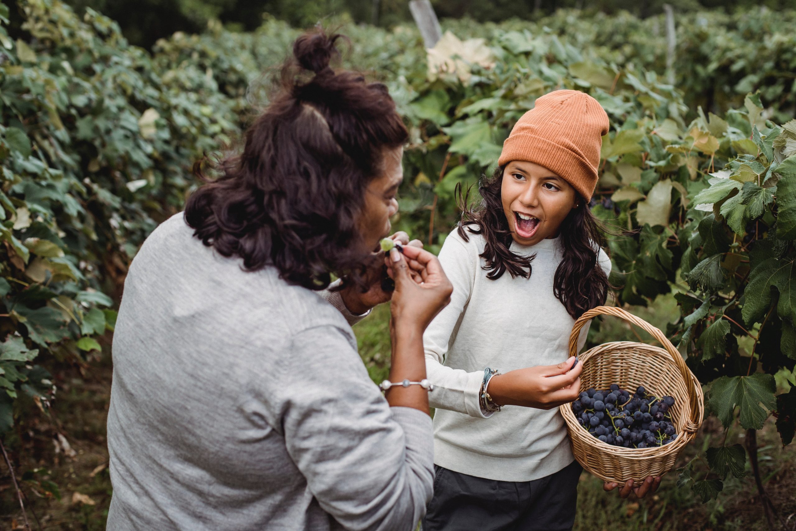 mom eating grape from daughter's basket of picked grapes in field