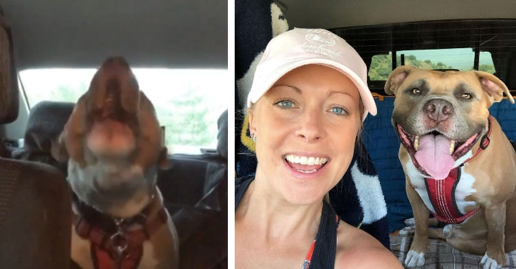 howling pit bull in car next to dog mom and smiling pit bull