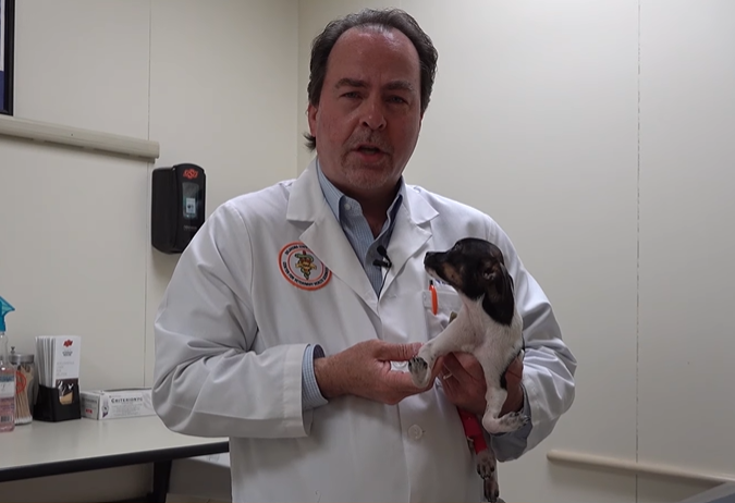 veterinarian talking while holding a rat terrier who is looking up at him