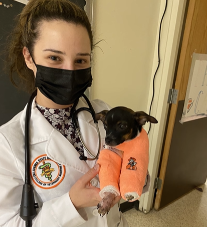 veterinarian wearing a mask and holding a rat terrier who is wearing splints 