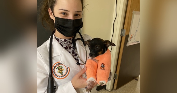 veterinarian wearing a mask and holding a rat terrier who is wearing splints