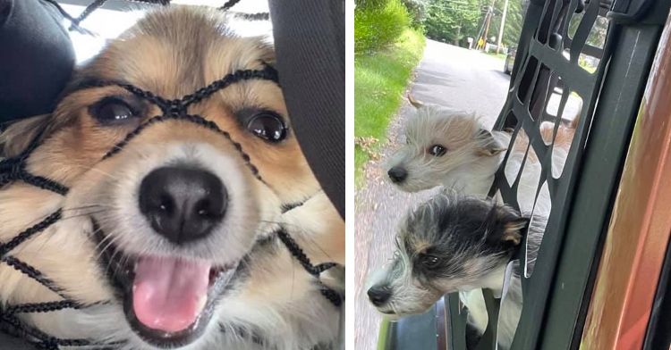 small dog smiling while pushing its face into a net in a car and two dogs sticking their heads out of a car window and through a cargo net