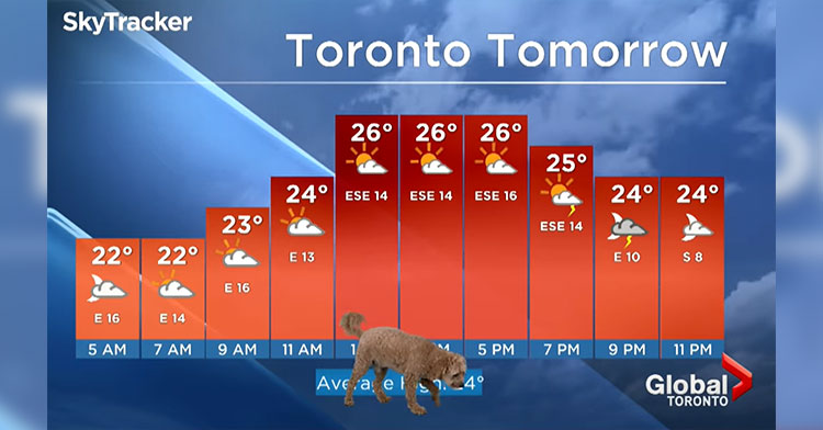 storm the dog in front of weather graph