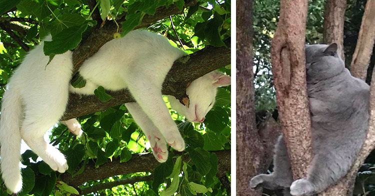 cat across tree branches next to cat hugging tree