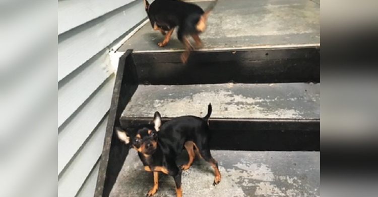 woman finds lookalike dogs