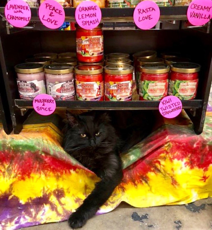 cat lying on shelf of convenience store