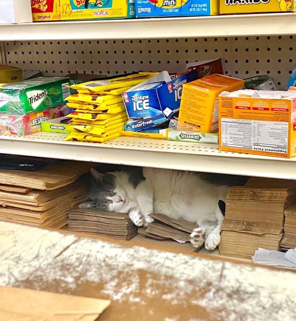 cat sleeping on paper bags under counter