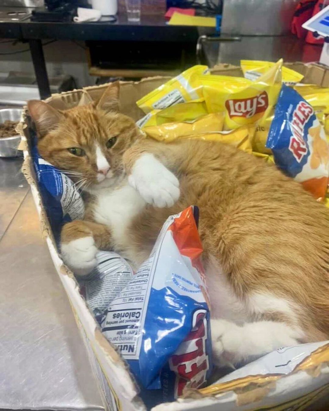 cat sleeping in box of chips