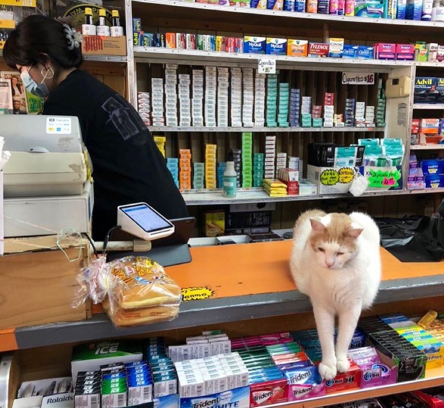 cat sitting on bodega counter