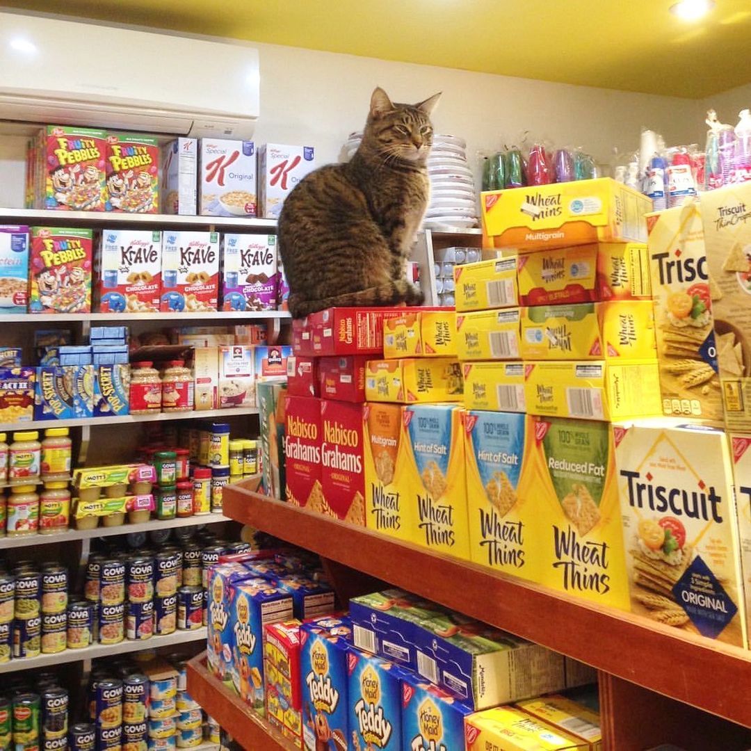 cat sitting on top of food in convenience store